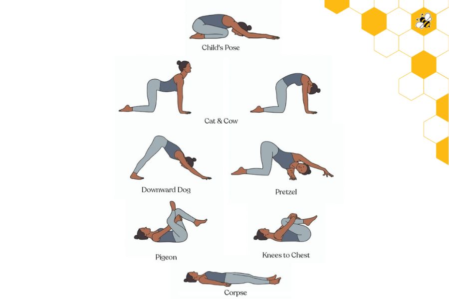 Phân tích chuyên sâu về các tư thế Yoga - Cơ bản đến nâng cao